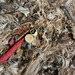 Ein durch Plastikmüll verendetes Albatros Baby